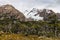 Southern beech forest in Glaciers National Park