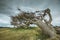 Southern Beech Trees.Ushuaia