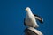 Southern black backed gull.