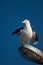 Southern black backed gull.