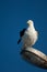 Southern black backed gull.