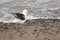 Southern black backed gull.