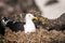 Southern black backed gull close-up