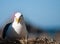 Southern black backed gull close-up