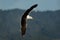 Southern black-backed gull - Larus dominicanus - karoro in maori, also known as Kelp Gull or Dominican or Cape Gull, breeds on