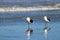 Southern black-backed gulls on seashore, edge tide