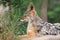 Southern black-backed jackal