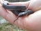 Southern Black Racer - Coluber Constrictor Priapus