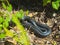 SOUTHERN BLACK RACER COLUBER CONSTRITOR