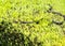 Southern black racer snake Coluber constrictor priapus perches on a bush