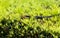 Southern black racer snake Coluber constrictor priapus perches on a bush