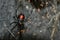 Southern Black Widow spider babies climbing on their web