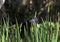 Southern Blue Flag purple Swamp Iris, Okefenokee Swamp National Wildlife Refuge