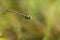 Southern blue hawker male