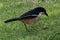 Southern Boubou feeding on a lawn