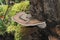 Southern Bracket fungus