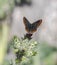 Southern brown argus, Aricia cramera