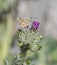 Southern brown argus, Aricia cramera