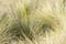 Southern California bunch grasses used in garden landscaping