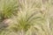 Southern California bunch grasses used in garden landscaping