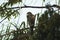 Southern California, Cooper`s Hawks hunts smaller birds in flight or from cover of dense vegetation, relying on surprise.