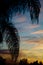 Southern California Palm Tree Fronds Silhouetted Against Dramatic Sunset Vertical