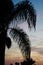 Southern California Palm Tree Sunset Silhouette Vertical
