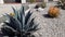 Southern California Rock Garden with Gravel and Cactus