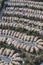 Southern California Suburban Neighborhood Vertical Aerial