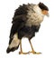 Southern Caracara (3 years) - Polyborus plancus