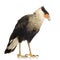 Southern Caracara (3 years) - Polyborus plancus