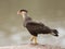 Southern Caracara