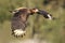 Southern caracara