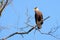 Southern Caracara, Caracara Plancus, perching on a branch in the forest, Mato Grosso, Pantanal, Brazil
