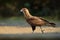 Southern Caracara, walking in the grass, Pantanal, Brazil. Portrait of birds of prey Caracara plancus. Caracara in green grass veg