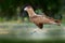 Southern Caracara, walking in the grass, Pantanal, Brazil. Portrait of birds of prey Caracara plancus. Caracara in green grass veg