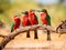 Southern Carmine Bee Eater