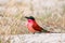 Southern Carmine Bee-eater