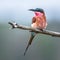 Southern carmine bee eater on branch