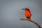 Southern carmine bee-eater faces left on branch