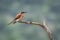 Southern Carmine Bee-eater in Kruger National park, South Africa