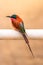 Southern carmine bee-eater, Madikwe Game Reserve, South Africa.