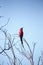 Southern Carmine Bee-eater - Okavango Delta - Moremi N.P.