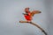 Southern carmine bee-eater takes off from branch