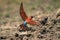 Southern carmine bee-eater takes off from rock