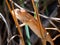 the Southern Carpet Chameleon, Furcifer major, on twig, wildlife. Madagascar