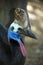 Southern Cassowary