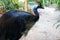 Southern Cassowary bird, close up