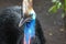 Southern cassowary, Casuarius casuarius, also known as double-wattled cassowary, Australian big forest bird, detail hidden portrai