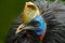 Southern cassowary, Casuarius casuarius, also known as double-wattled cassowary, Australian big forest bird, detail hidden portrai